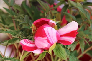 景山偶遇 盆景之韻，方寸間的自然華章