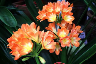 花卉之美 自然贈(zèng)予人間的詩篇