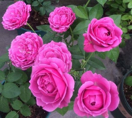 新手養(yǎng)花首選精品 花苞成倍冒，10天爆盆的盆景種植指南