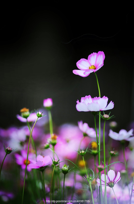 35mm定焦鏡頭下的微觀詩畫 花卉與盆景生態(tài)攝影進(jìn)階指南