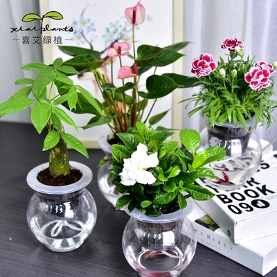 室內(nèi)綠意 綠蘿、發(fā)財(cái)樹等常見室內(nèi)植物的種植與養(yǎng)護(hù)指南